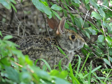 Similar to bobwhite quail, although not as severe, <strong>rabbit</strong> populations have declined in Mississippi during the last 50 years. . Swamp rabbits for sale